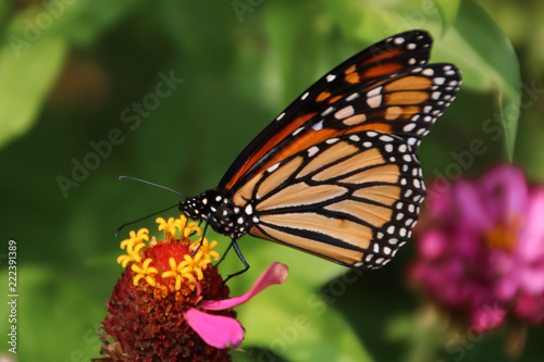 Butterfly on flower © Maggie