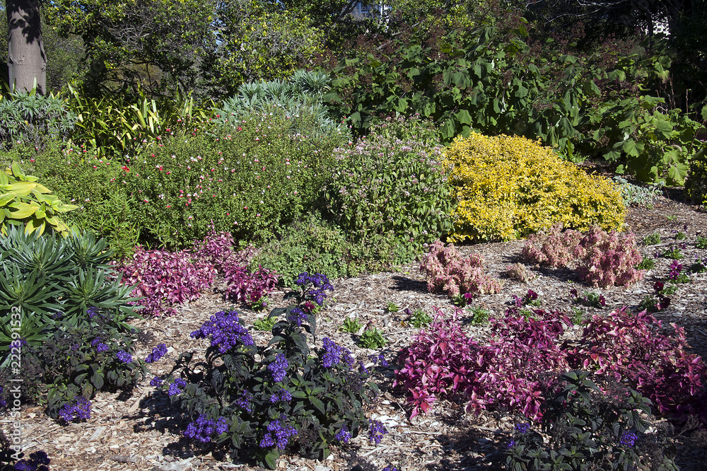 Sydney Australia, colourful winter garden with shrubs of leaves and textures Sydney Australia, colourful winter garden with shrubs of leaves and textures