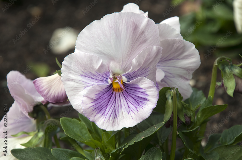 Sydney Australia, flower of a pale pink/mauve pansy plant Sydney Australia, flower of a pale pink/mauve pansy plant
