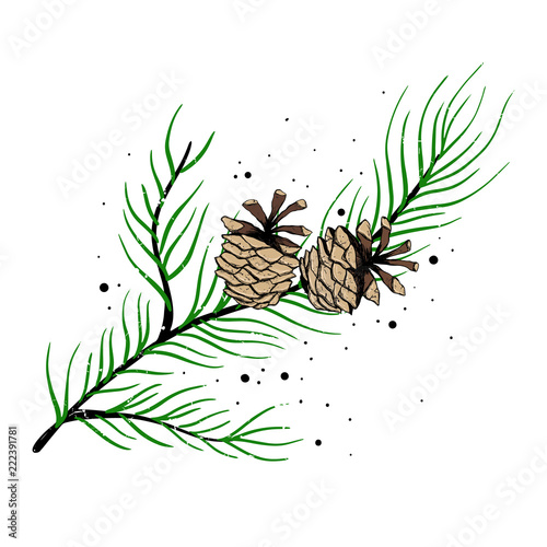 The branch of spruce and pine cones. Vector illustration. New year holiday