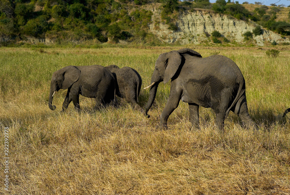 Fototapeta premium Three Elephants in Tarangire National Park, Tanzania