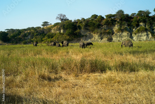 A Herd of African Elephants