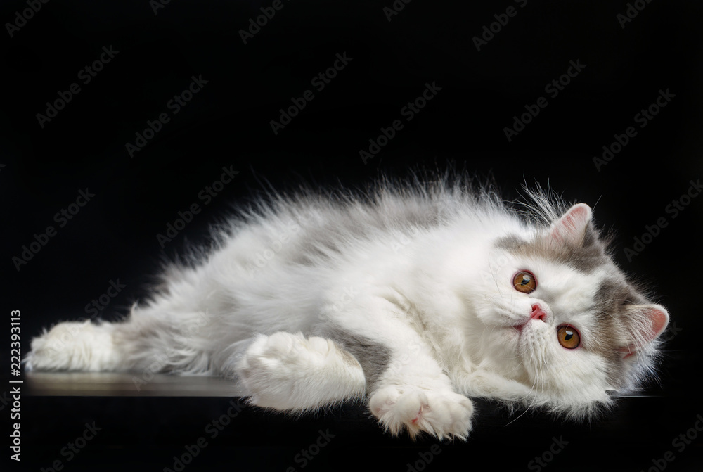 Exotic cat isolated on Black Background in studio Exotic cat isolated on Black Background in studio