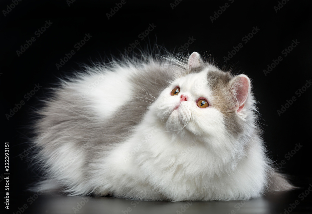 Exotic cat isolated on Black Background in studio