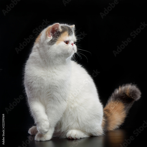 Fotografie Exotic cat isolated on Black Background in studio
