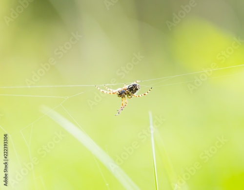Close up of garden spider sitting on his web