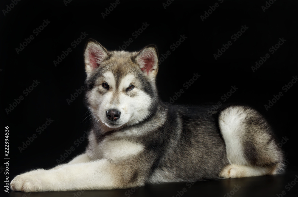 Alaskan Malamute dog on Isolated Black Background in studio