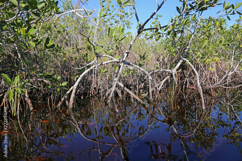 The mangroves of Everglades National Park, Florida reflecting in a waterway of Hell's bay trail..