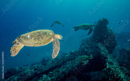Fototapeta Naklejka Na Ścianę i Meble -  Turtles in Hawaii