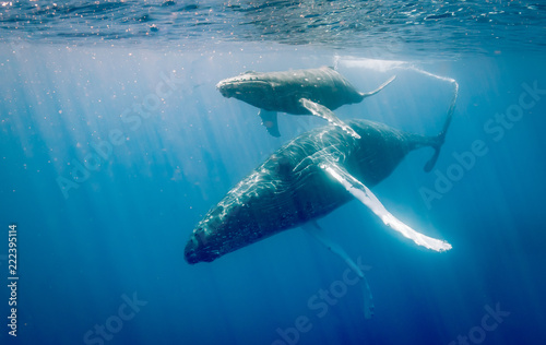 Humpback whales