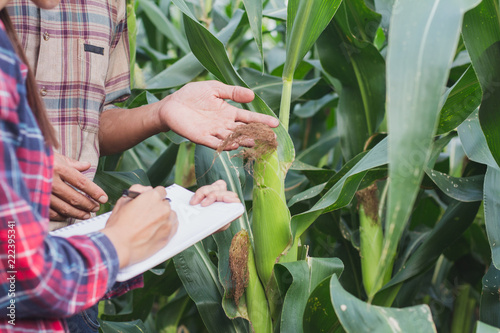 Agronomist examining plant in corn field, Couple farmer and researcher analyzing corn plant.