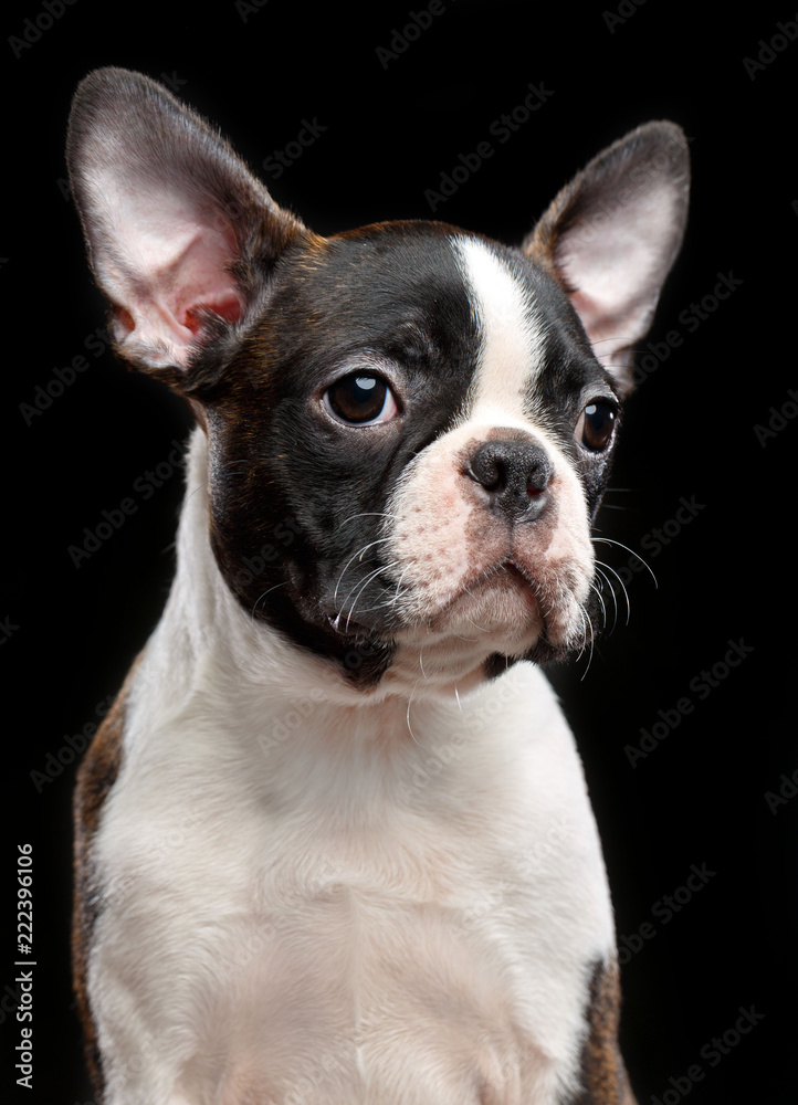 Boston Terrier Dog on Isolated Black Background Boston Terrier Dog on Isolated Black Background