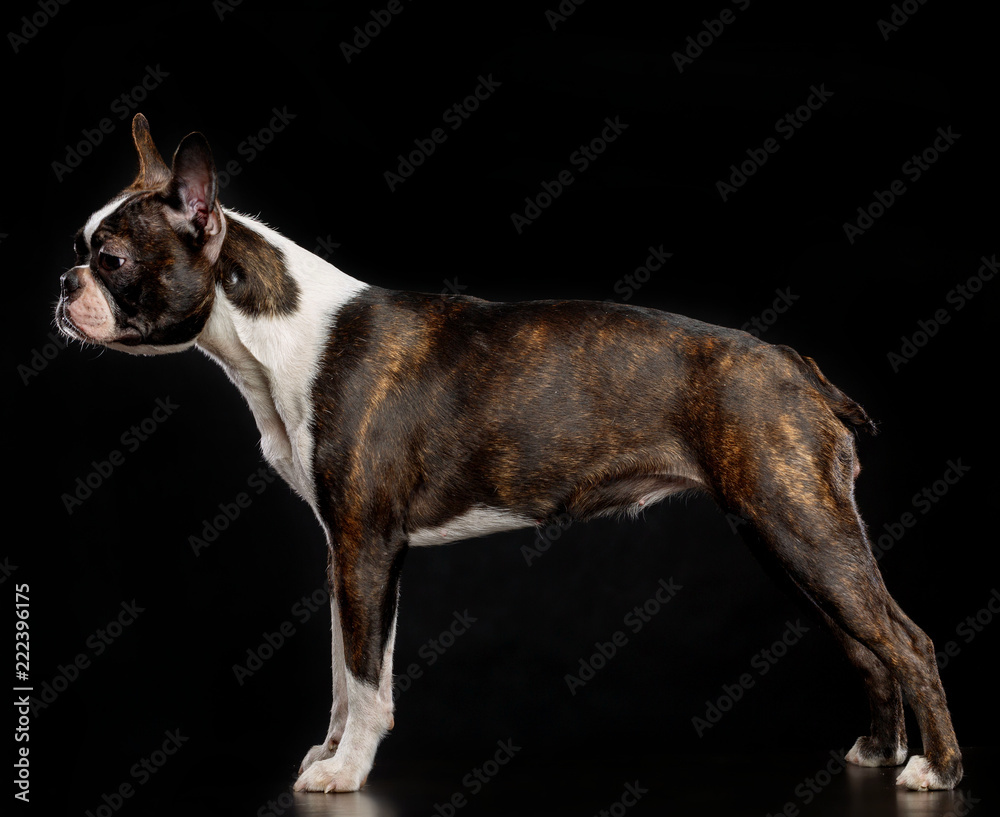 Boston Terrier Dog on Isolated Black Background 