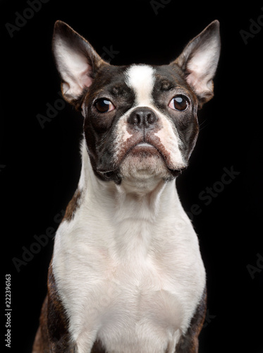 Boston Terrier Dog on Isolated Black Background 