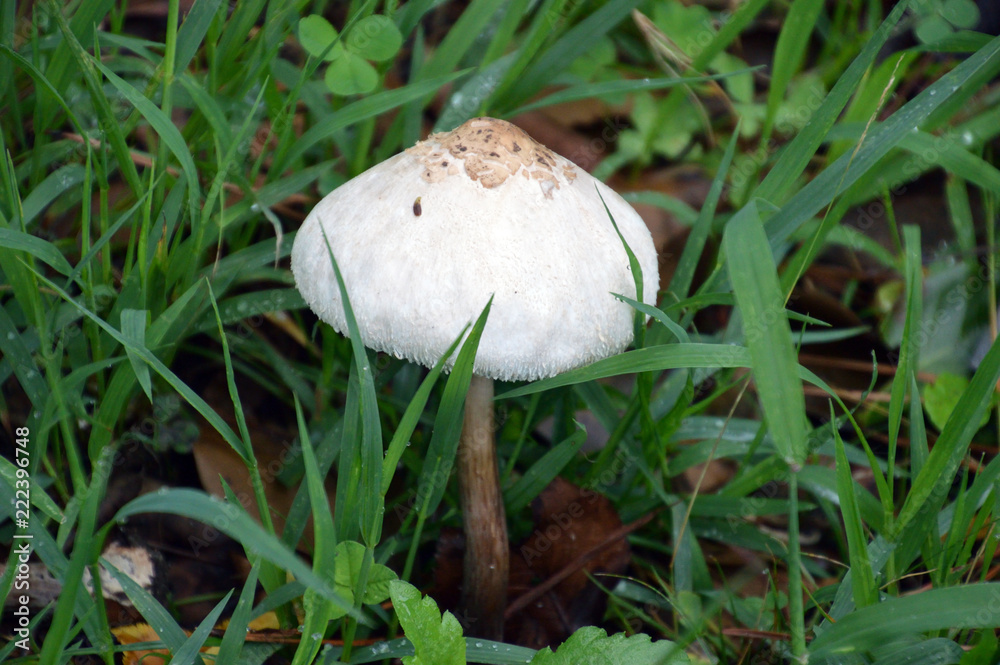 雨が降って大きくなった白いキノコ