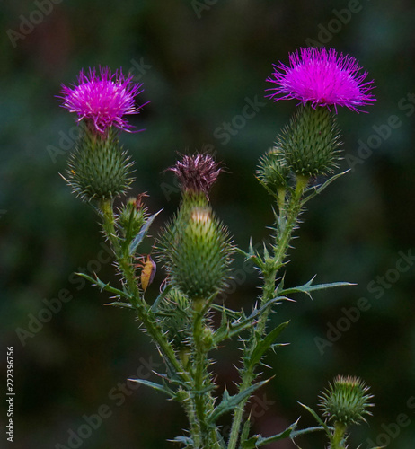 Cirsium Vulgare or Spear Thistle or Bull thistle, The National flower of Scotland 