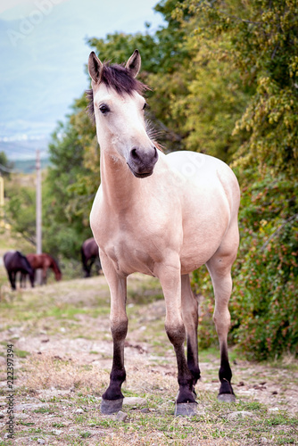 one white horse standing outdoor full size portrait, vertical