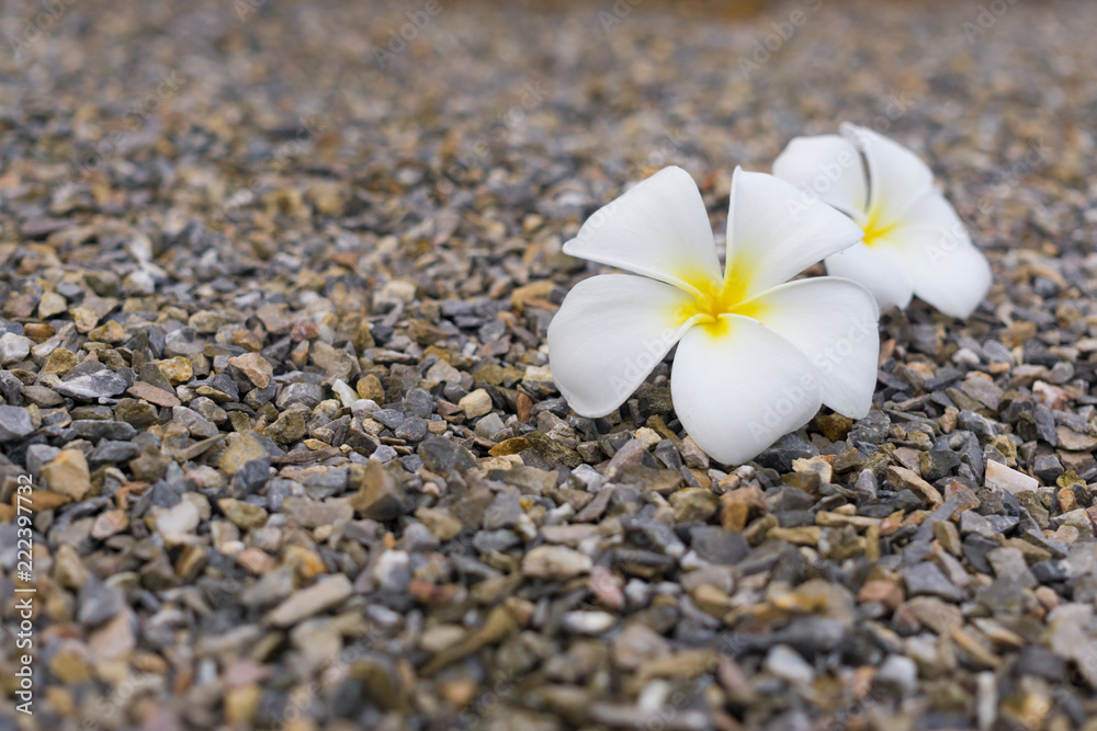 Plumeria falling on gravel ground and Plumeria flower is the national