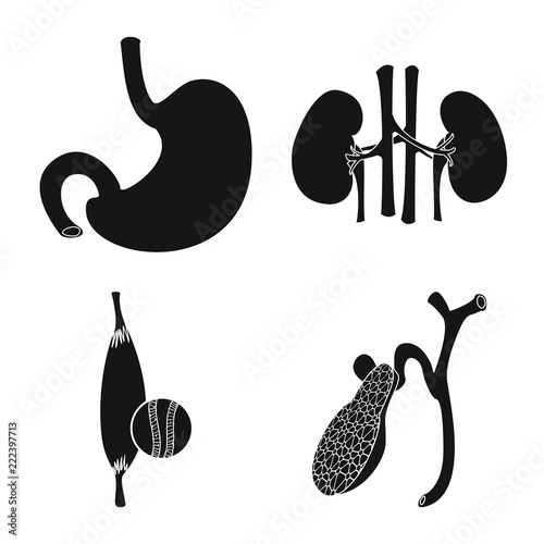 Isolated object of body and human icon. Set of body and medical vector icon for stock.