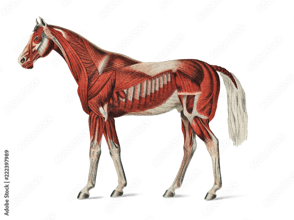 Naklejka Powierzchowna warstwa mięśni nieznanego artysty (1904), medyczna ilustracja układu mięśniowego koni. Cyfrowo ulepszony przez rawpixel.