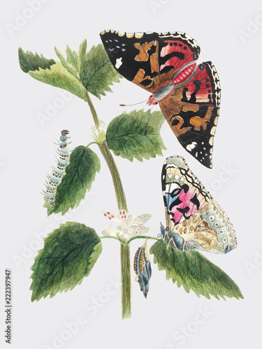 Antique watercolor illustration of nettle butterfly in various life stages published in 1824 by M.P. Digitally enhanced by rawpixel.