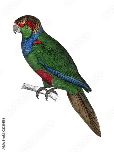 The History of the Earth and Animated Nature by Oliver Goldsmith (1774), a rare antique handcolored tableau of two parakeets. Digitally enhanced by rawpixel. photo