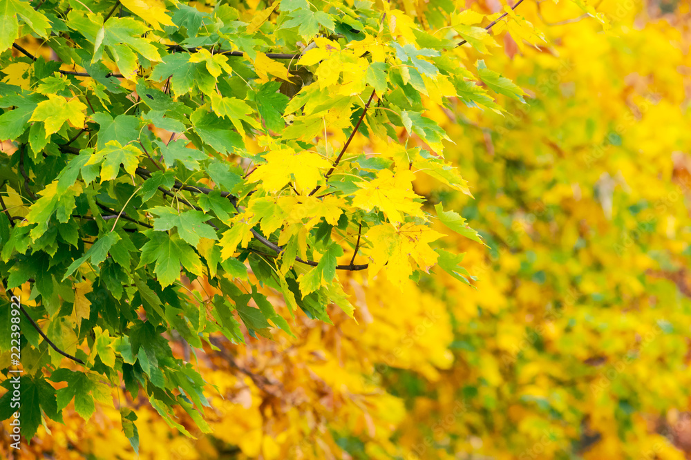 chestnut foliage in autumn. lovely natural background chestnut foliage in autumn. lovely natural background