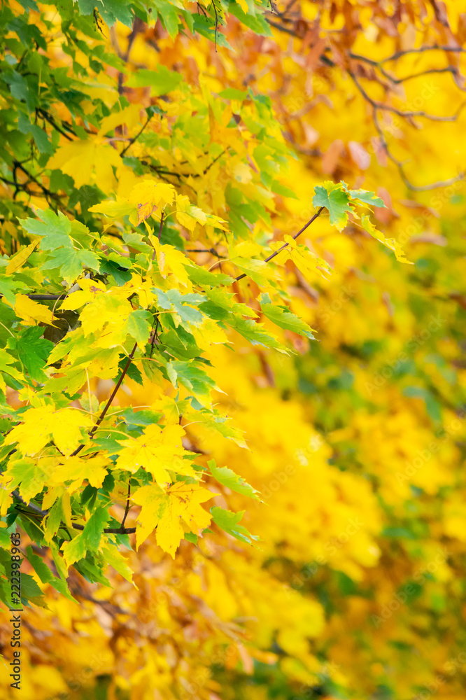 chestnut foliage in autumn. lovely natural background vertical chestnut foliage in autumn. lovely natural background vertical