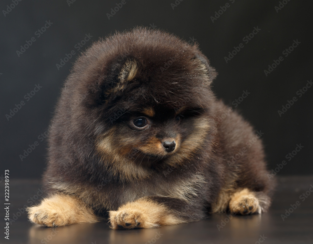 Fototapeta premium Pomeranian spitz Dog on Isolated Black Background in studio