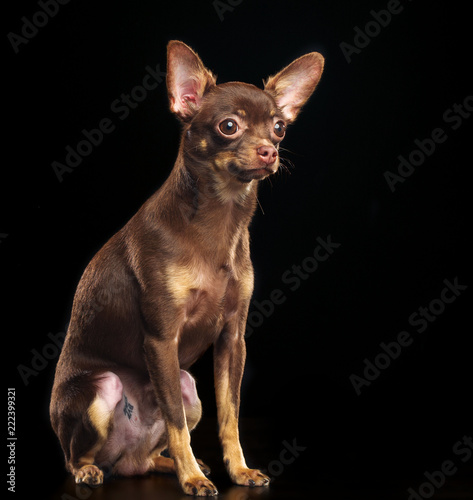 Toy Terrier Dog on Isolated Black Background in studio