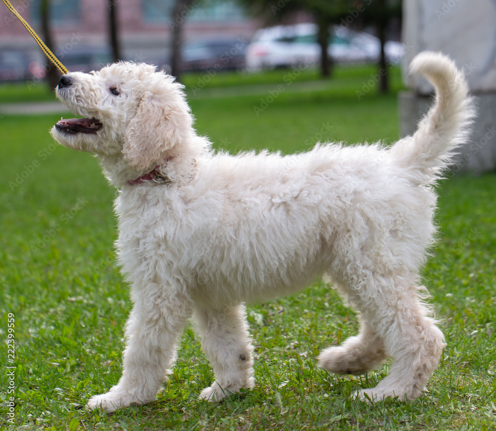 Komondor Dog, Hungarian Shepherd dog in the summer on the street for a walk Komondor Dog, Hungarian Shepherd dog in the summer on the street for a walk