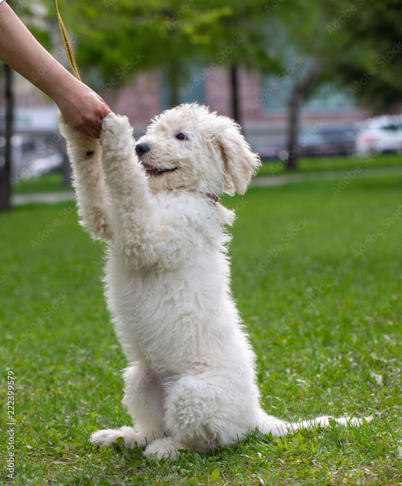 Komondor Dog, Hungarian Shepherd dog in the summer on the street for a walk Komondor Dog, Hungarian Shepherd dog in the summer on the street for a walk