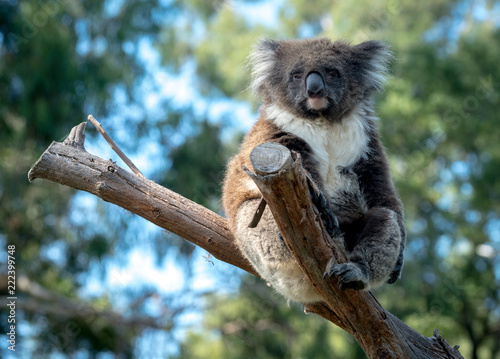 Wall Mural Old Koala