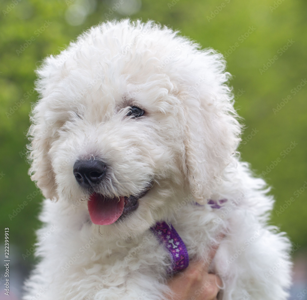 Komondor Dog, Hungarian Shepherd dog in the summer on the street for a walk