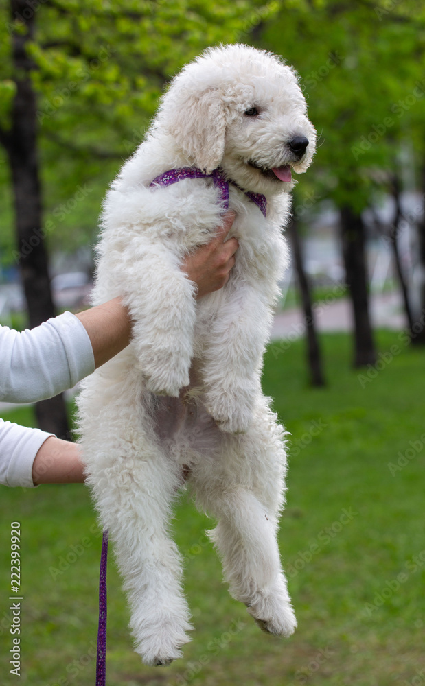 Komondor Dog, Hungarian Shepherd dog in the summer on the street for a walk