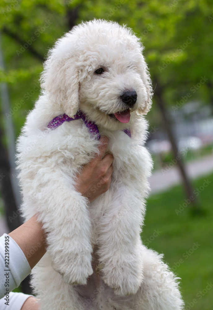 Komondor Dog, Hungarian Shepherd dog in the summer on the street for a walk