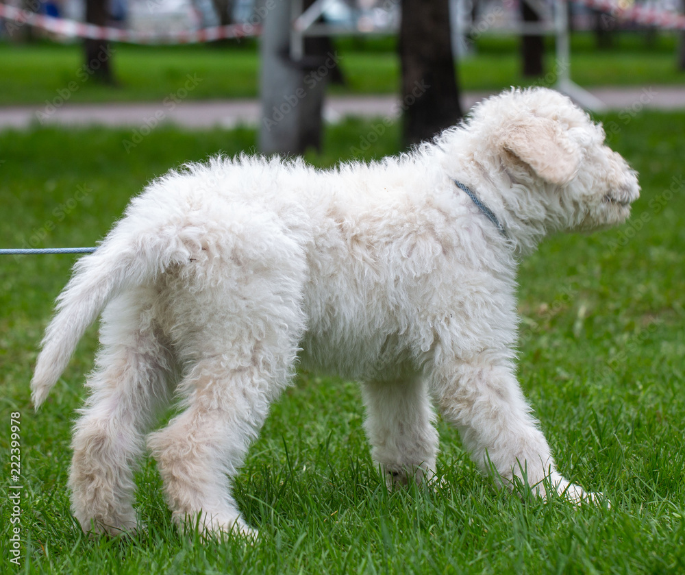 Komondor Dog, Hungarian Shepherd dog in the summer on the street for a walk Komondor Dog, Hungarian Shepherd dog in the summer on the street for a walk