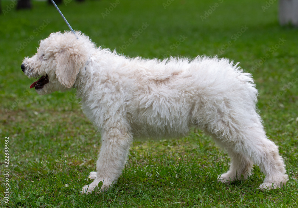 Komondor Dog, Hungarian Shepherd dog in the summer on the street for a walk Komondor Dog, Hungarian Shepherd dog in the summer on the street for a walk