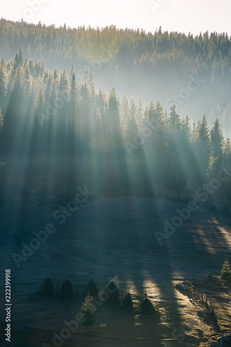 light through fog in forest on hill. gorgeous nature background in autumn. vertical