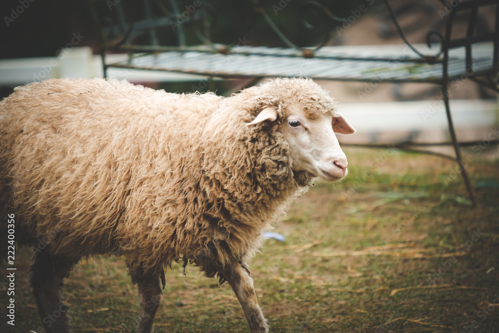 Cute funny happy sheep at outdoor garden nature field valley Cute funny happy sheep at outdoor garden nature field valley