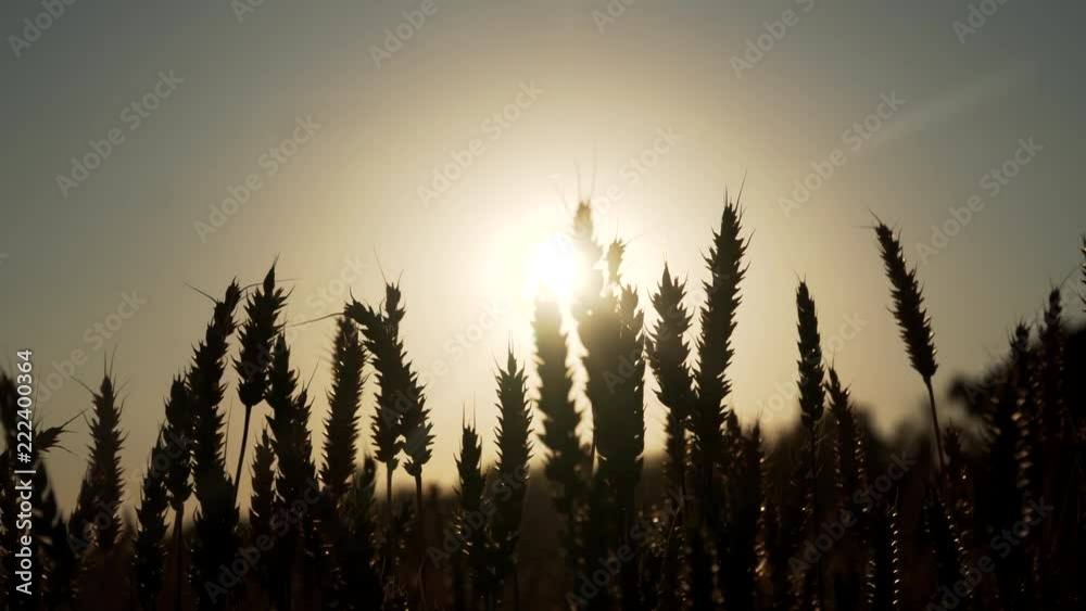 silhouettes of wheat ears at sunset. Wheat in warm sunlight silhouettes of wheat ears at sunset. Wheat in warm sunlight