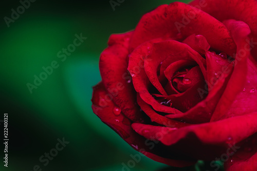 Close up red rose flower in garden.