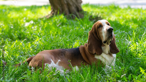 Basset hound dog in the summer on the street for a walk