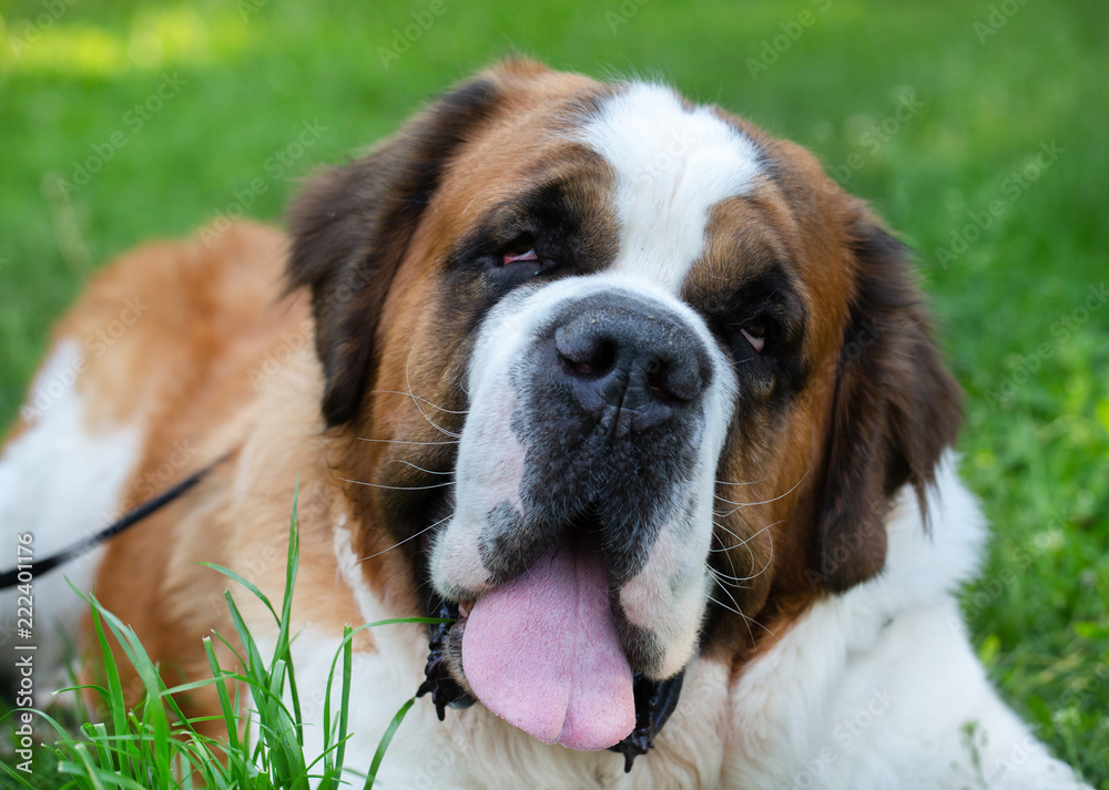St. Bernard dog in the summer outdoors for a walk St. Bernard dog in the summer outdoors for a walk