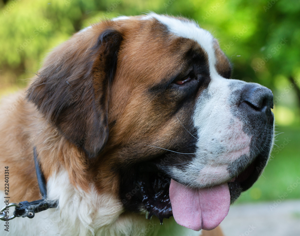 St. Bernard dog in the summer outdoors for a walk St. Bernard dog in the summer outdoors for a walk