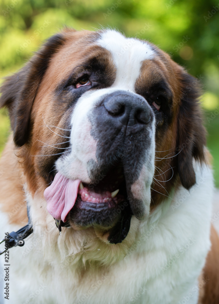 St. Bernard dog in the summer outdoors for a walk St. Bernard dog in the summer outdoors for a walk