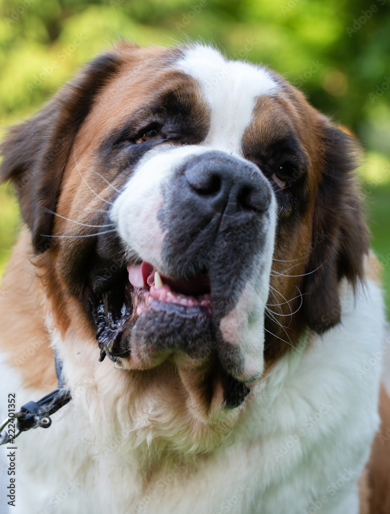 St. Bernard dog in the summer outdoors for a walk St. Bernard dog in the summer outdoors for a walk