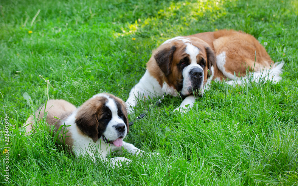 St. Bernard dog in the summer outdoors for a walk St. Bernard dog in the summer outdoors for a walk