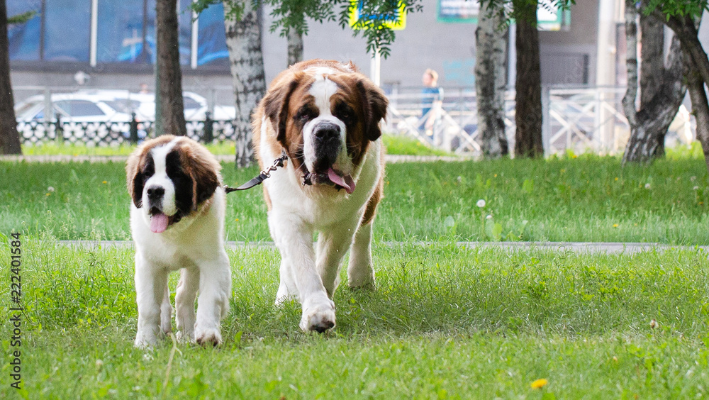 St. Bernard dog in the summer outdoors for a walk St. Bernard dog in the summer outdoors for a walk