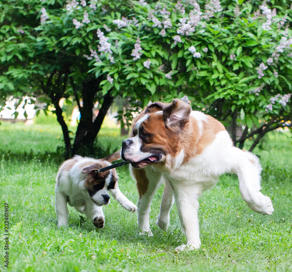 St. Bernard dog in the summer outdoors for a walk St. Bernard dog in the summer outdoors for a walk